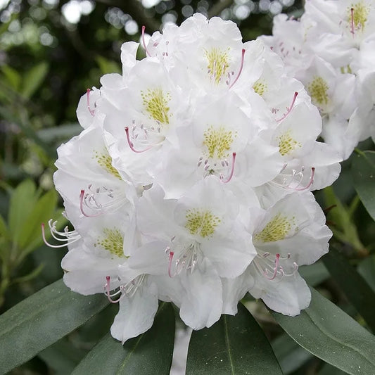 Rododendras ‘Eskimo'