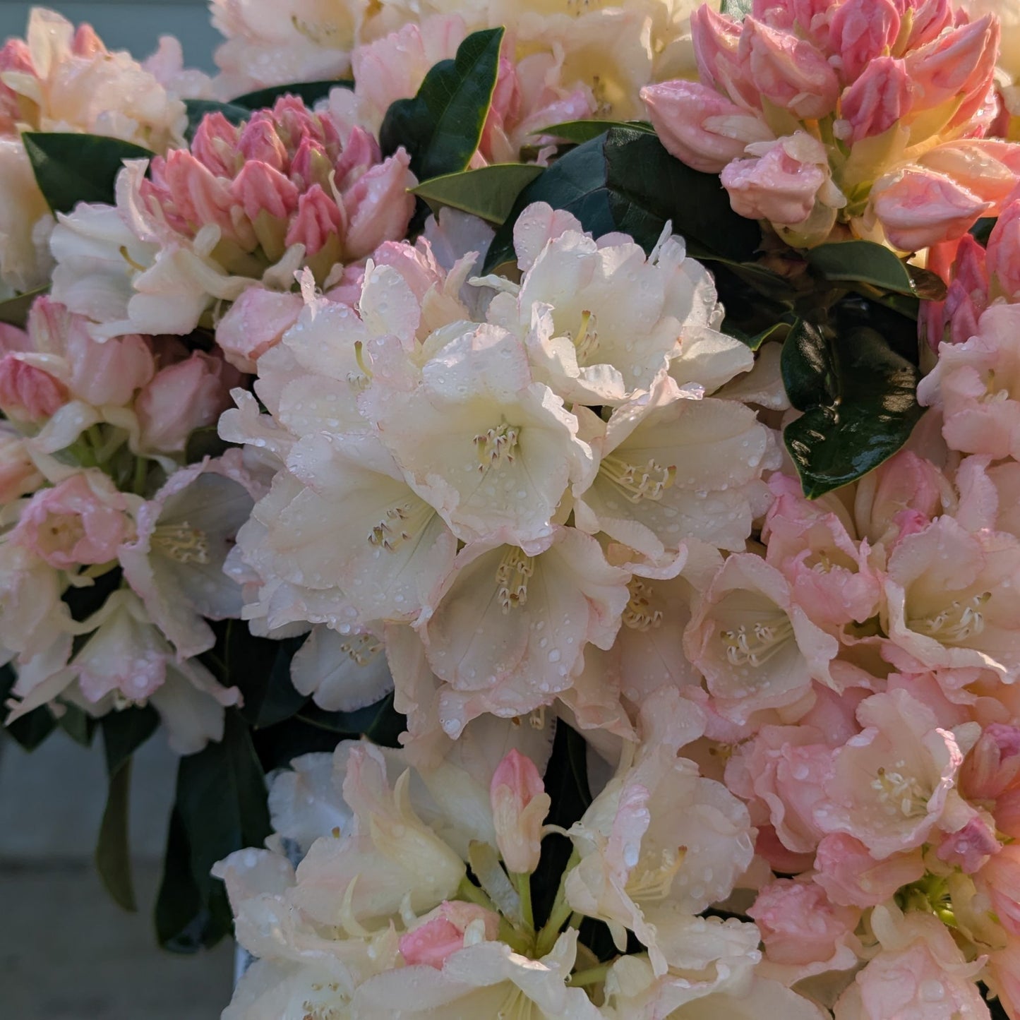 Rododendras 'Golden Torch'
