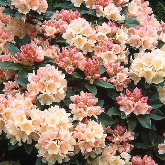 Rododendras 'Golden Torch'