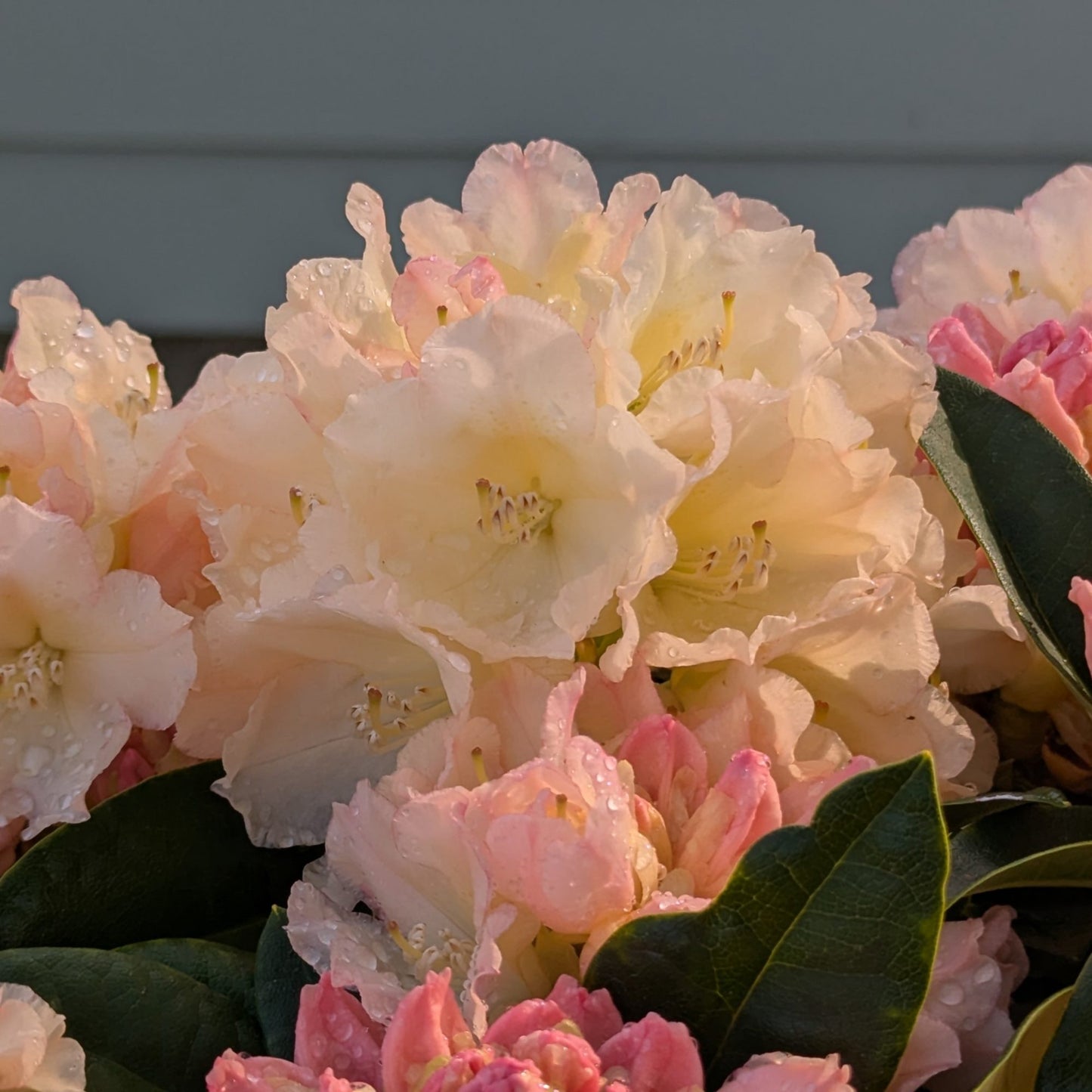 Rododendras 'Golden Torch'