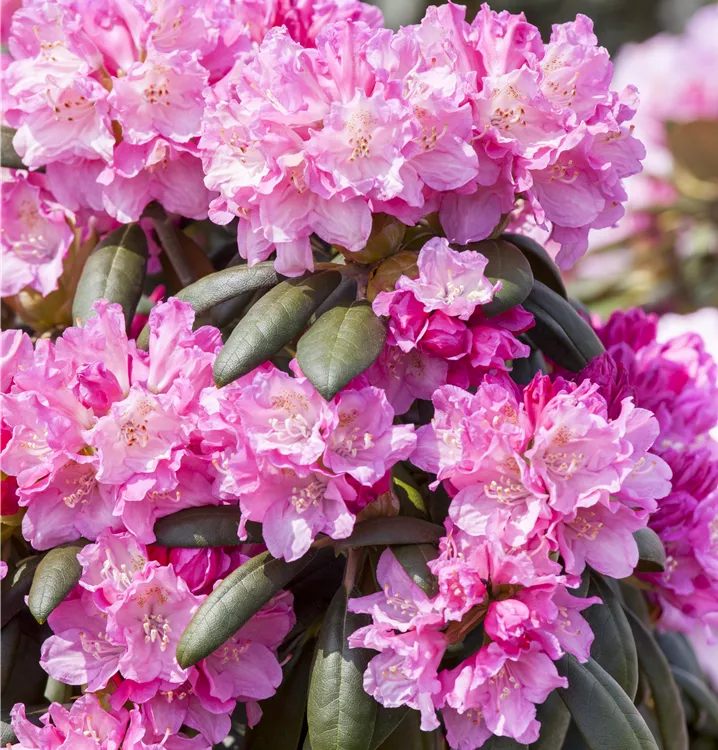 Rododendras 'Kalinka' (skiepytas) 80cm