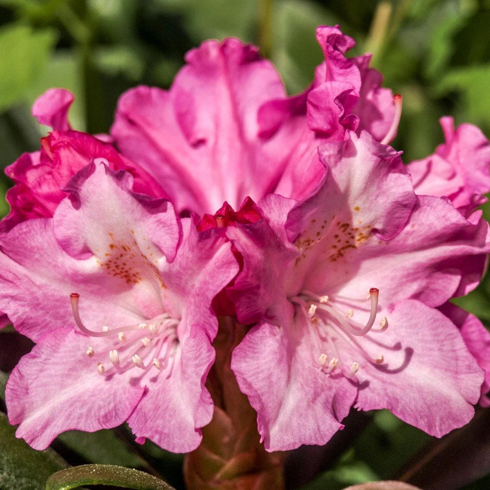 Rododendras 'Kalinka' (skiepytas) 80cm