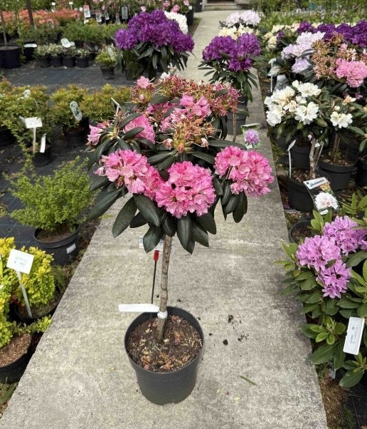 Rododendras 'Kalinka' (skiepytas) 80cm