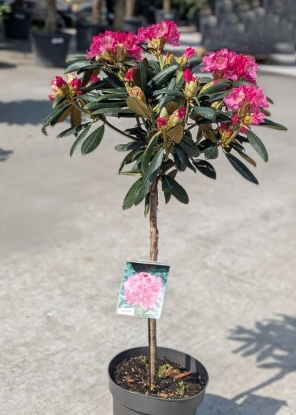 Rododendras 'Kalinka' (skiepytas) 80cm