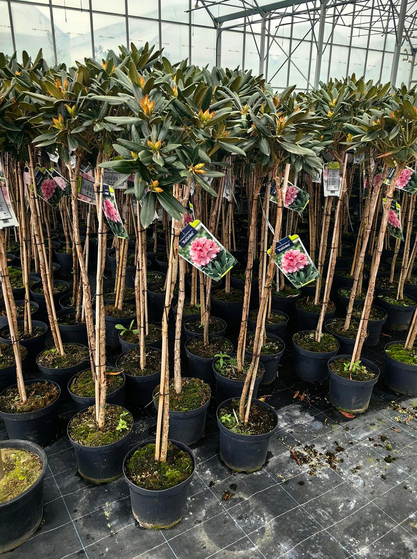 Rododendras 'Kalinka' (skiepytas) 80cm