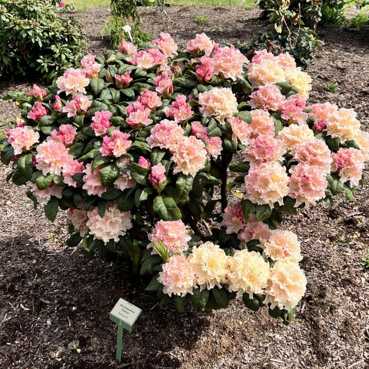 Rododendras 'Kotnov'