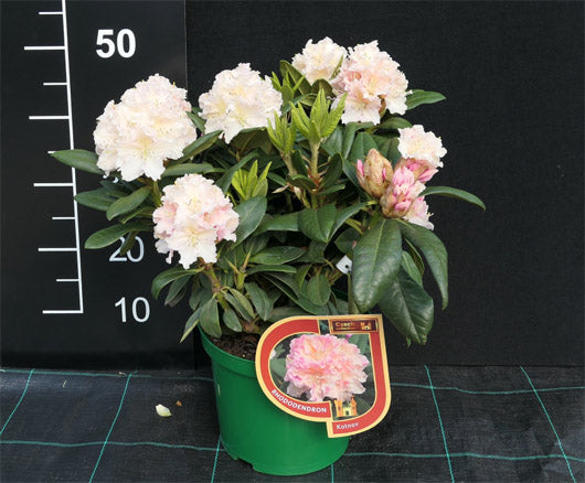 Rododendras 'Kotnov'