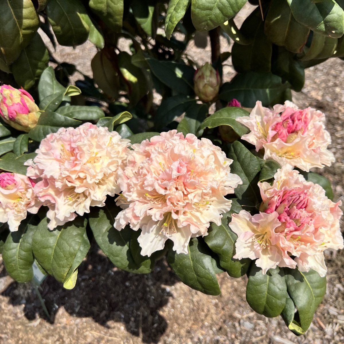 Rododendras 'Kotnov'