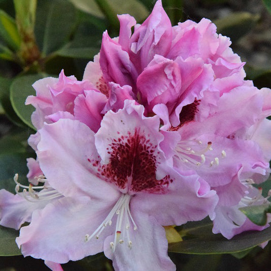Rododendras ‘Królowa Jadwiga’
