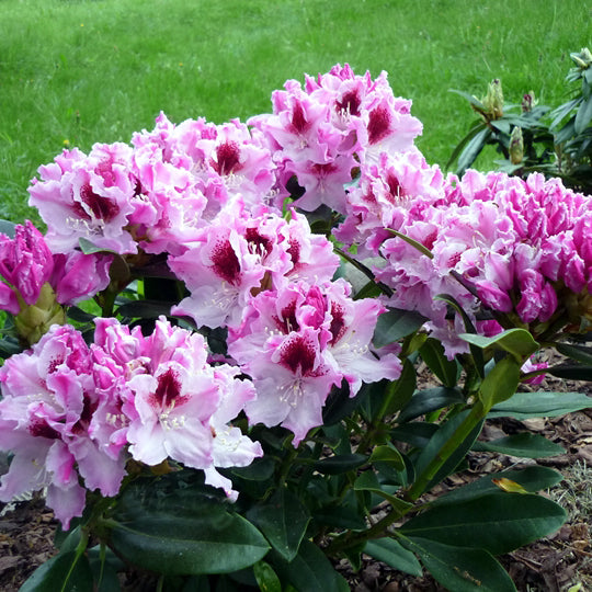 Rododendras ‘Królowa Jadwiga’