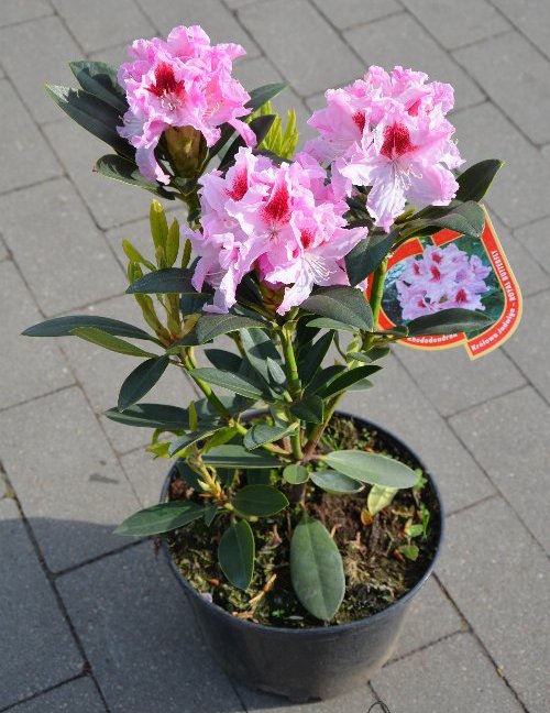 Rododendras ‘Królowa Jadwiga’