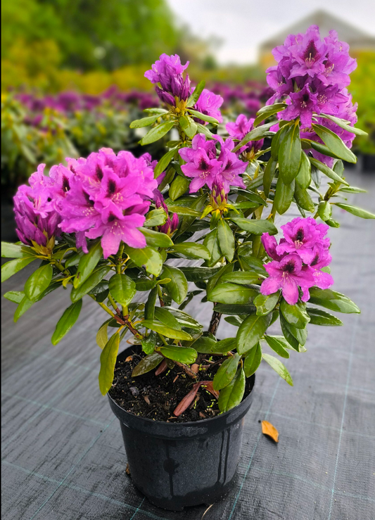 Rododendras ‘Rasputin’