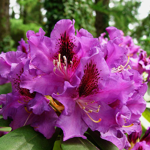 Rododendras ‘Rasputin’