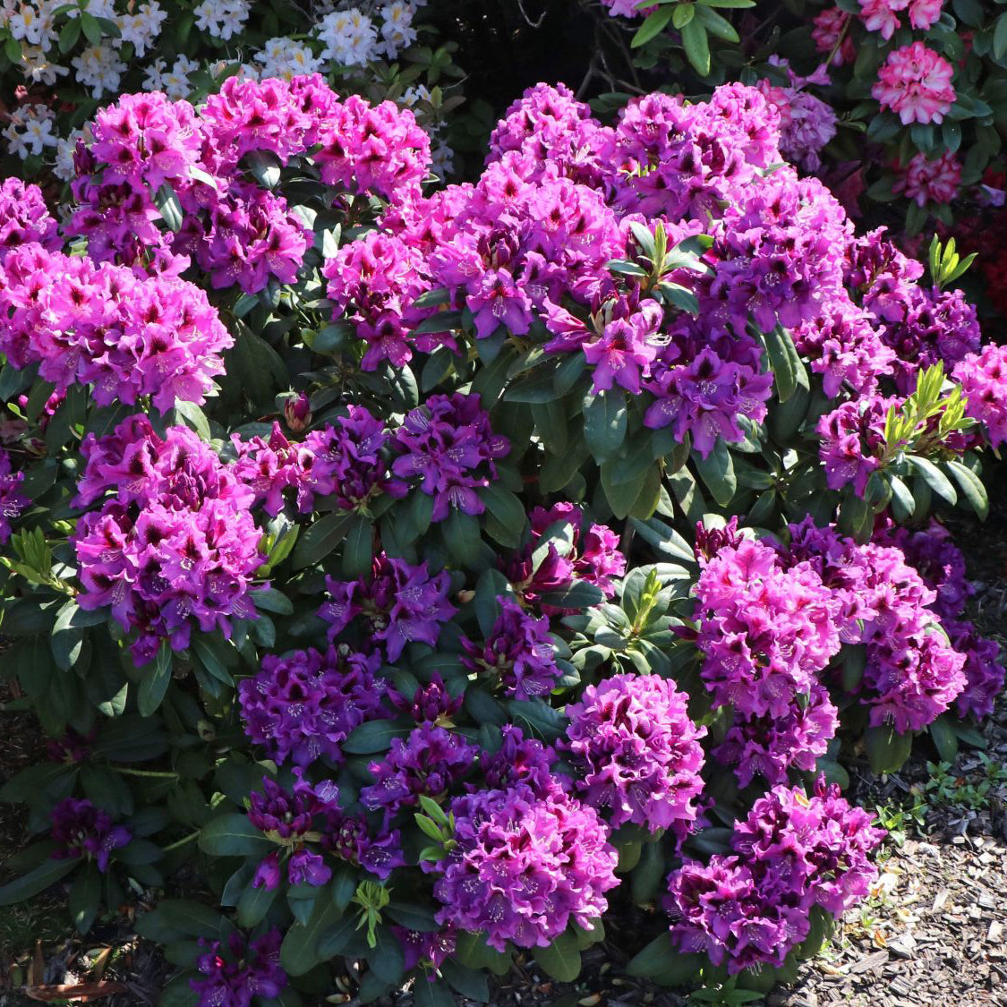 Rododendras ‘Rasputin’