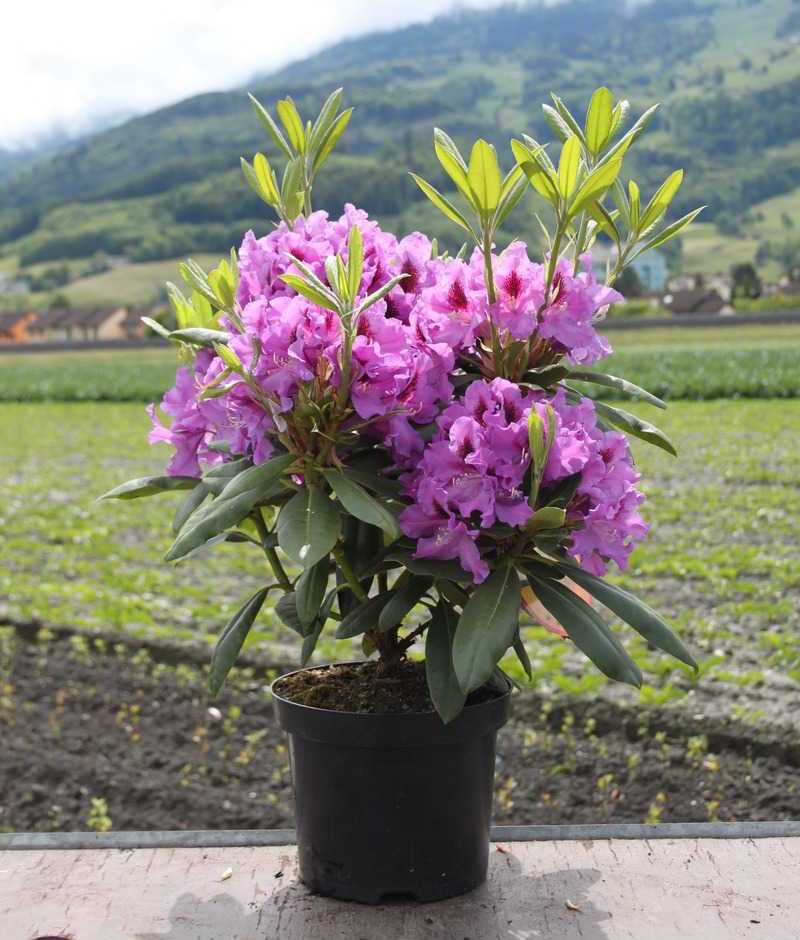 Rododendras ‘Rasputin’