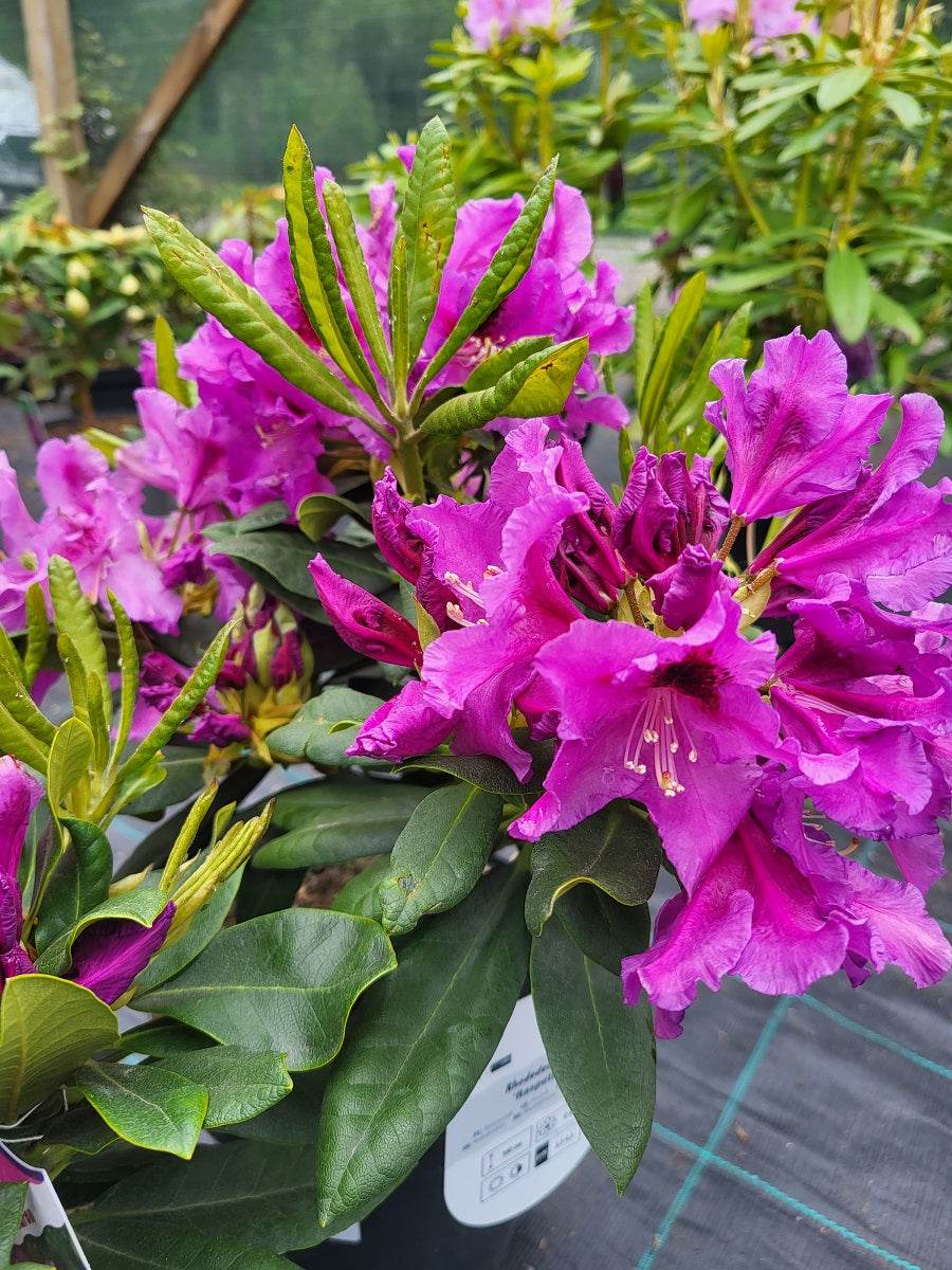 Rododendras ‘Rasputin’