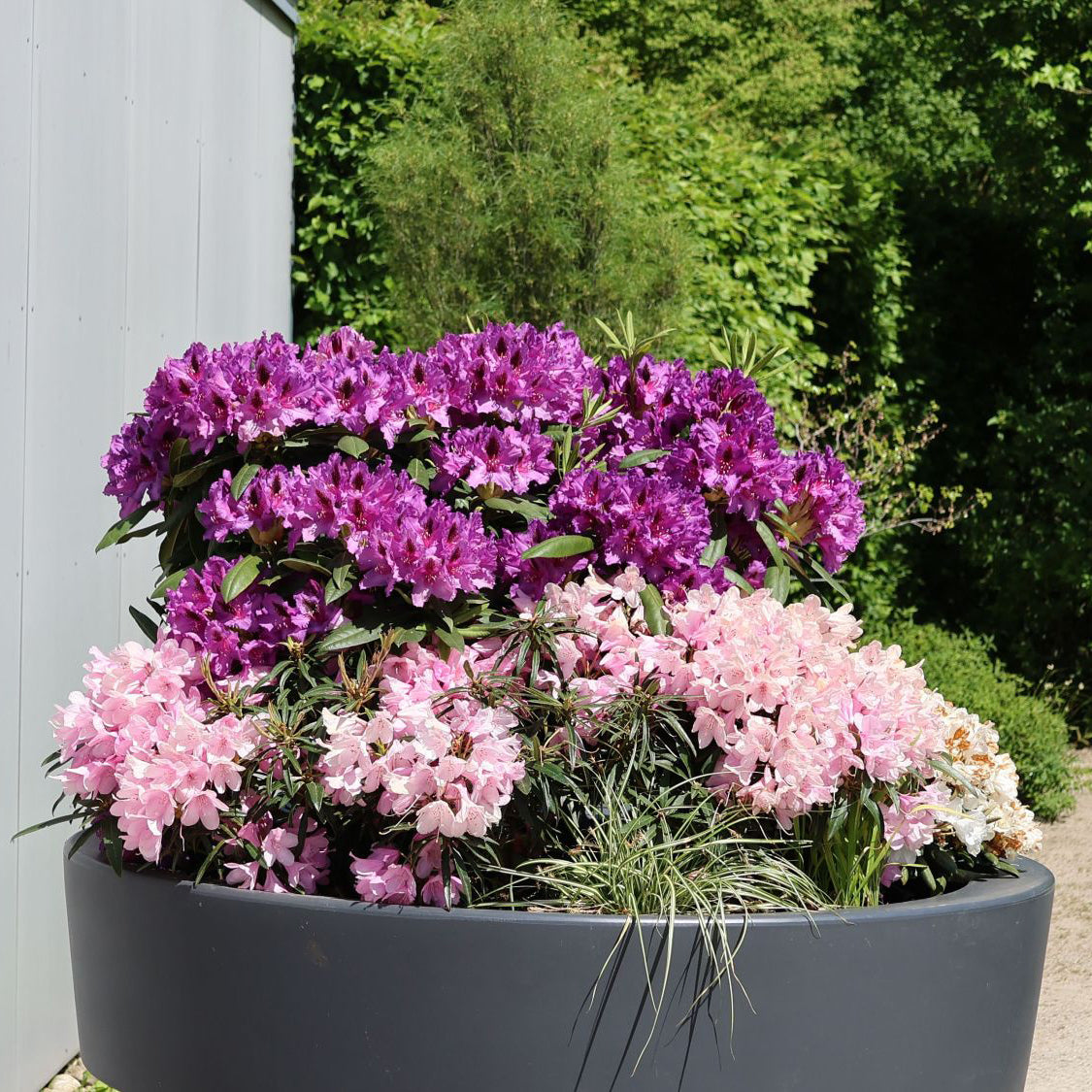 Rododendras ‘Rasputin’