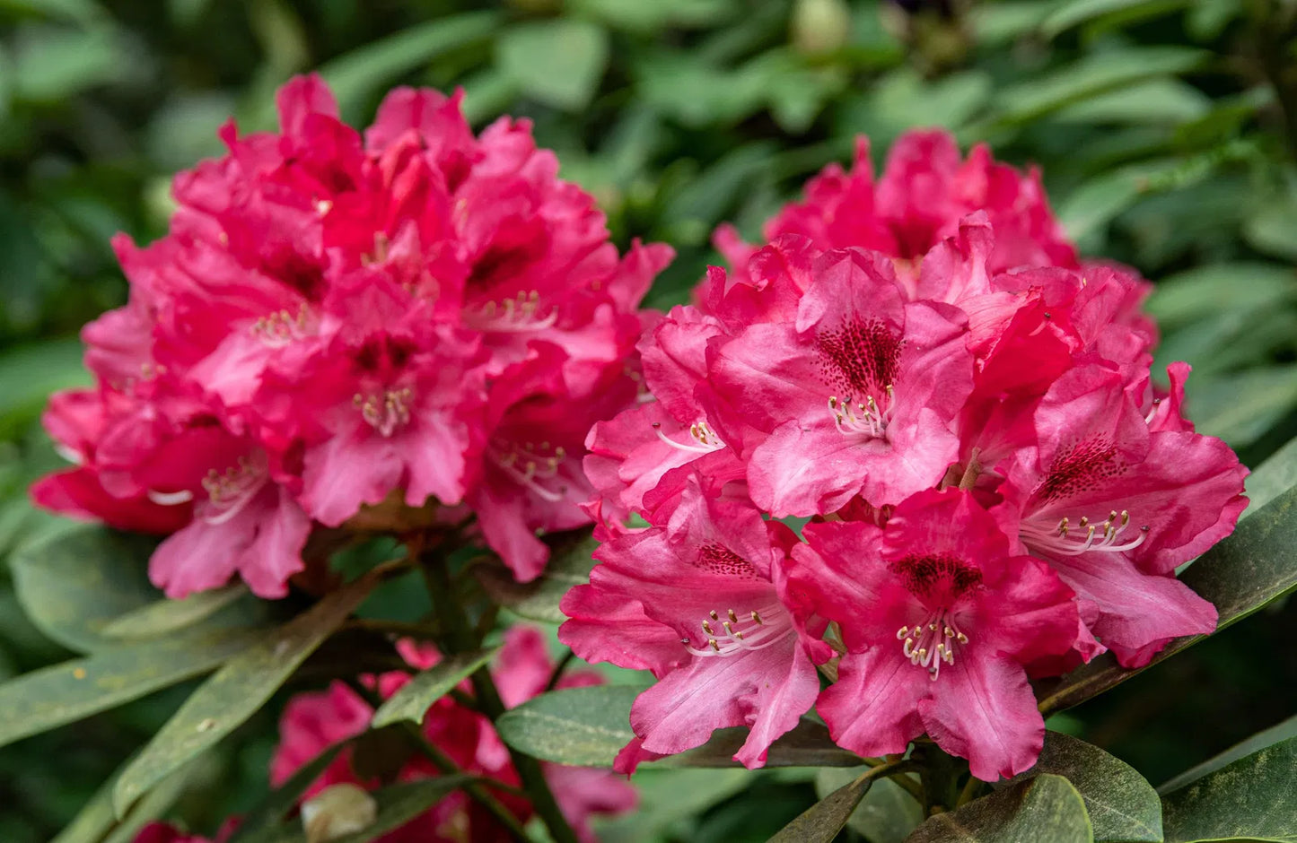 Rododendras 'Sneezy' (Skiepytas 80cm)