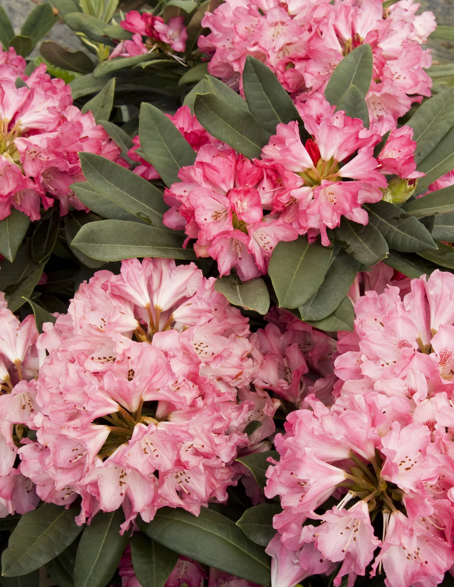 Rododendras 'Sneezy' (Skiepytas 80cm)