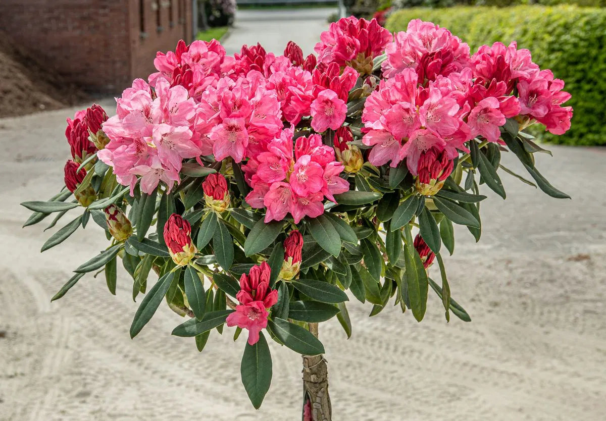 Rododendras 'Sneezy' (Skiepytas 80cm)