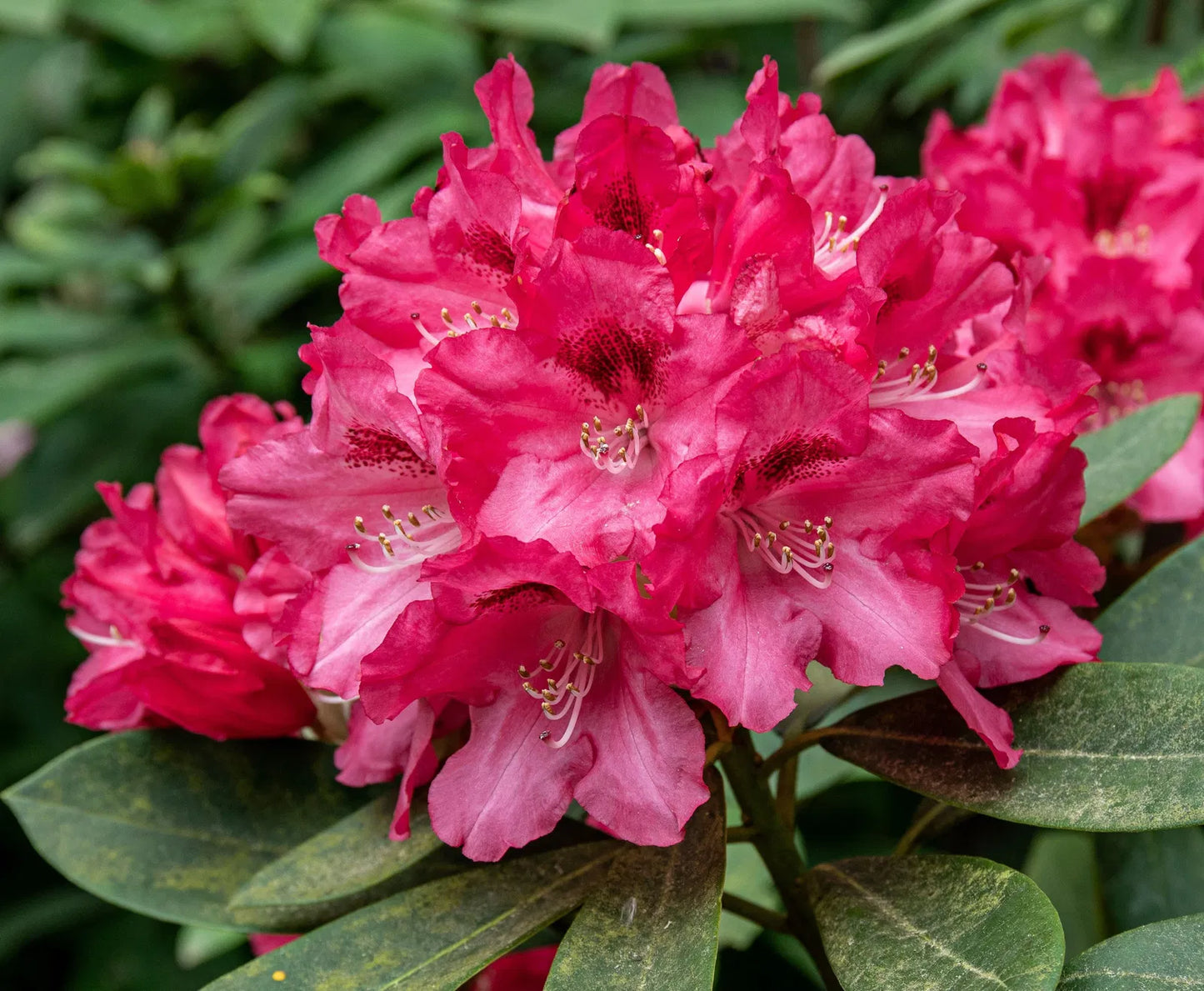 Rododendras 'Sneezy' (Skiepytas 80cm)