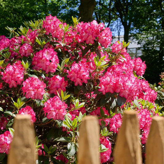 Rododendras 'Sternzauber'