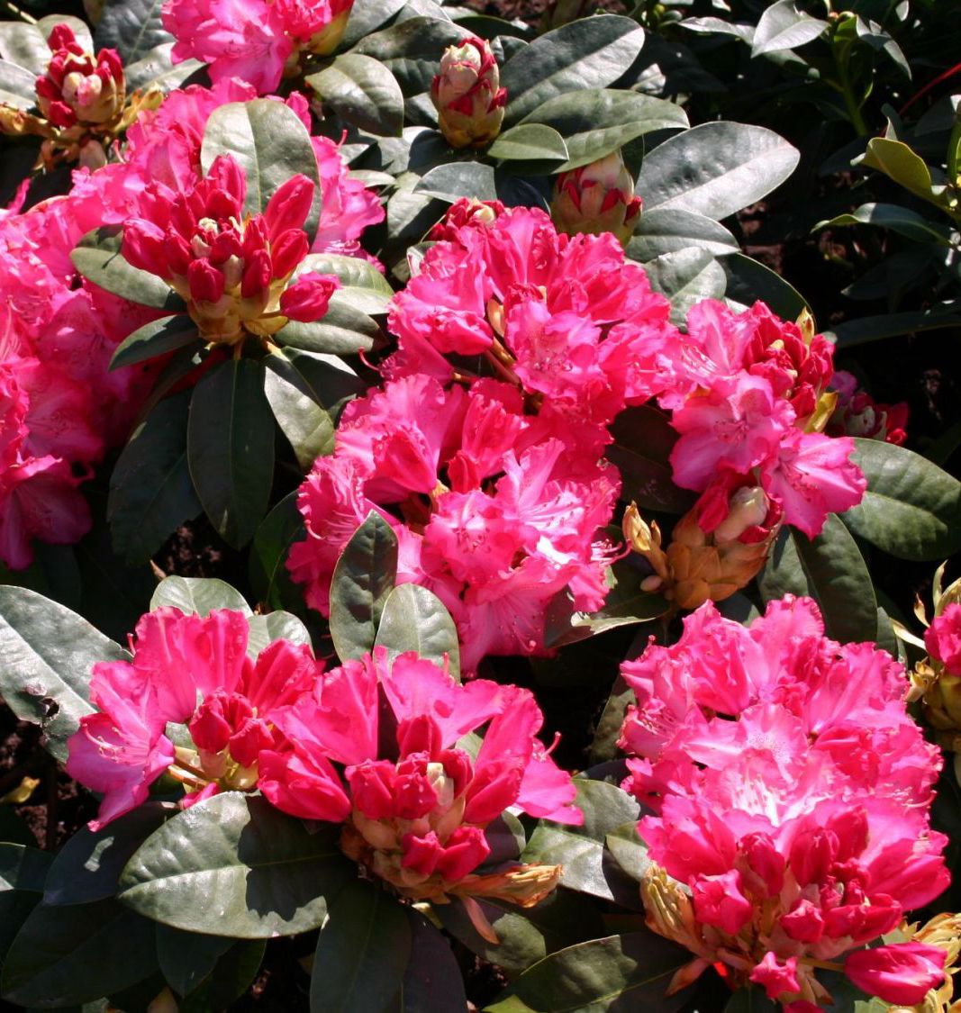 Rododendras 'Sternzauber'