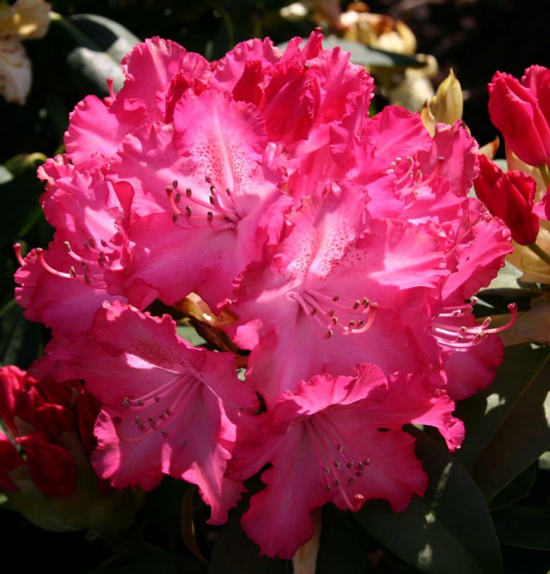 Rododendras 'Sternzauber'