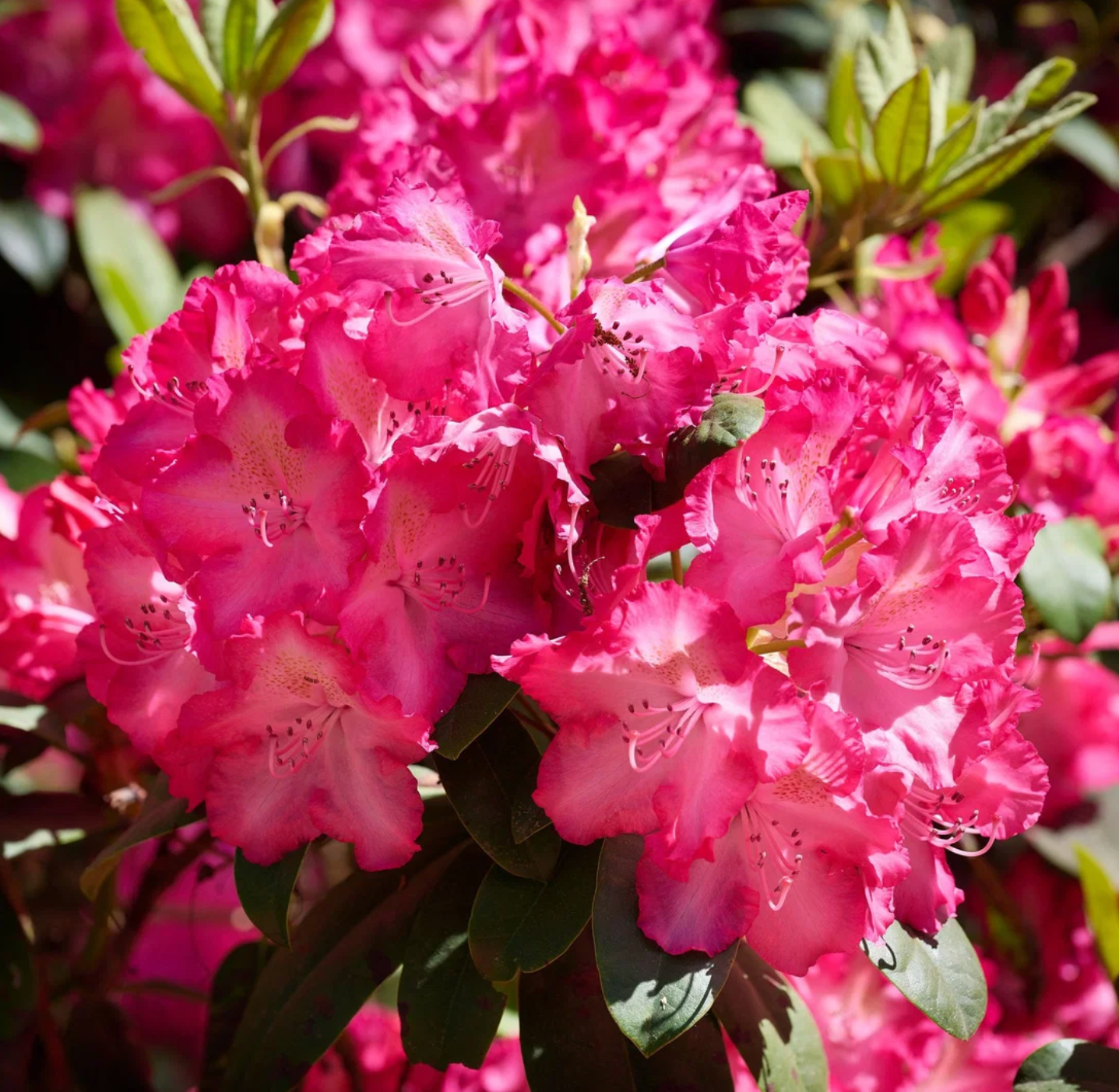 Rododendras 'Sternzauber'