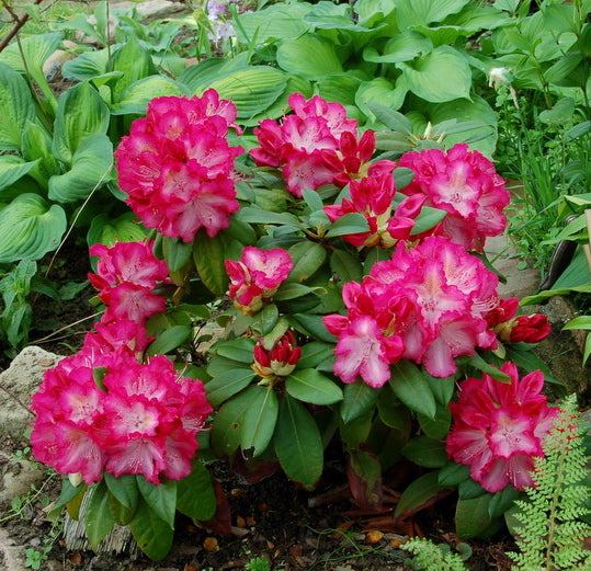 Rododendras 'Sternzauber'
