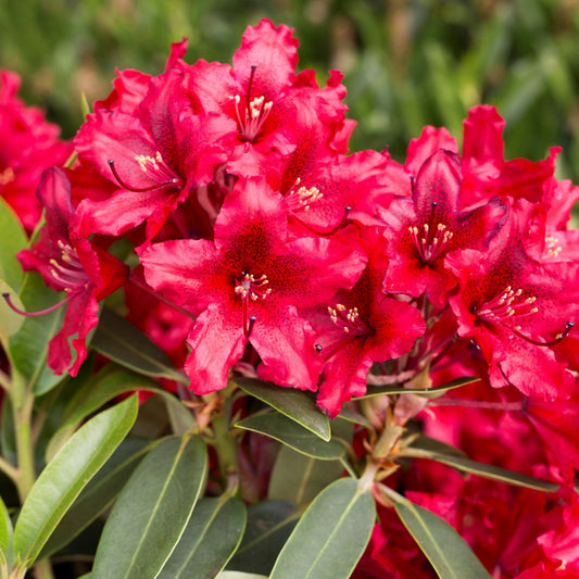 Rododendras ‘Tarragona'