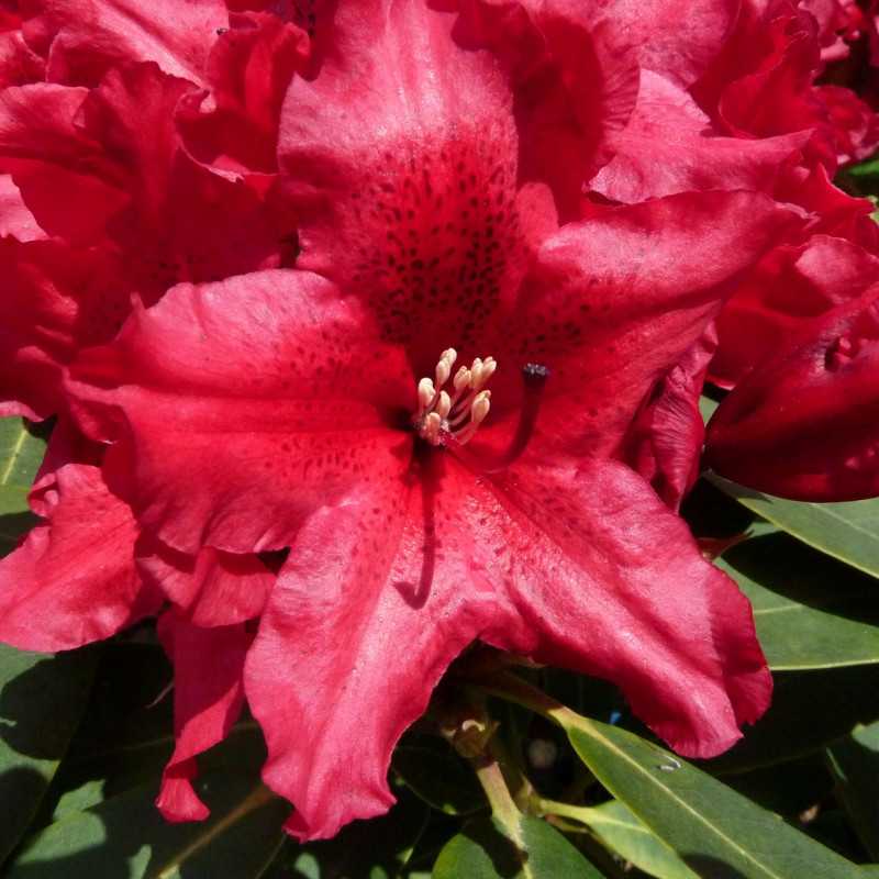 Rododendras ‘Tarragona'
