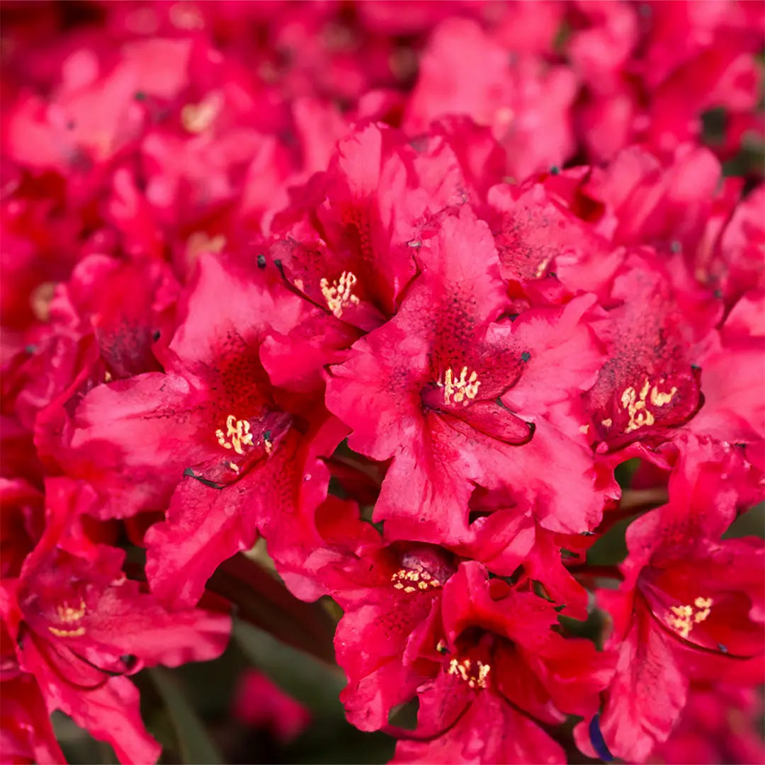 Rododendras ‘Tarragona'