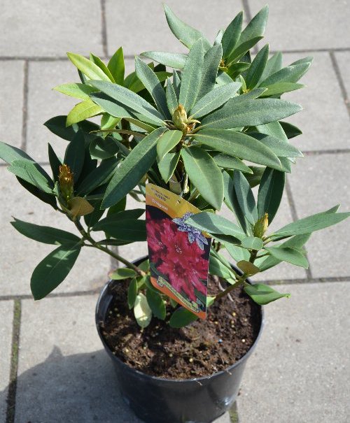 Rododendras ‘Tarragona'