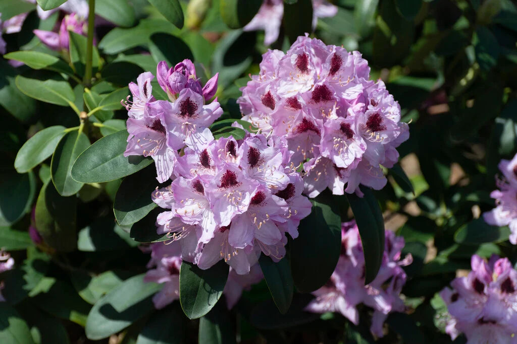 Rododendrai 'Humboldt'
