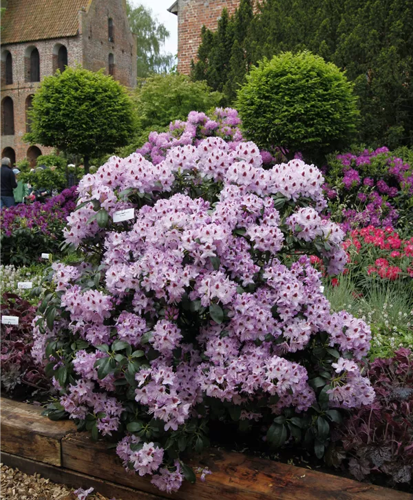 Rododendrai 'Humboldt'