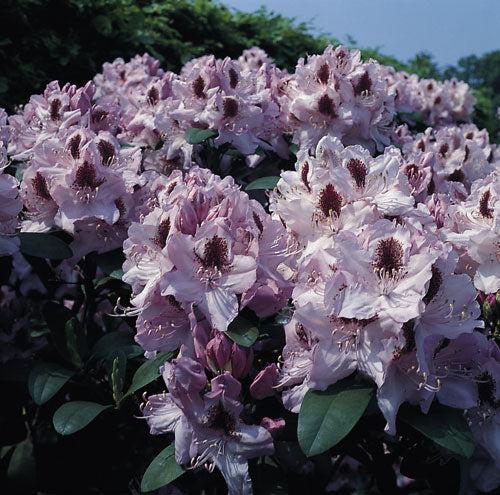 Rododendrai 'Humboldt'