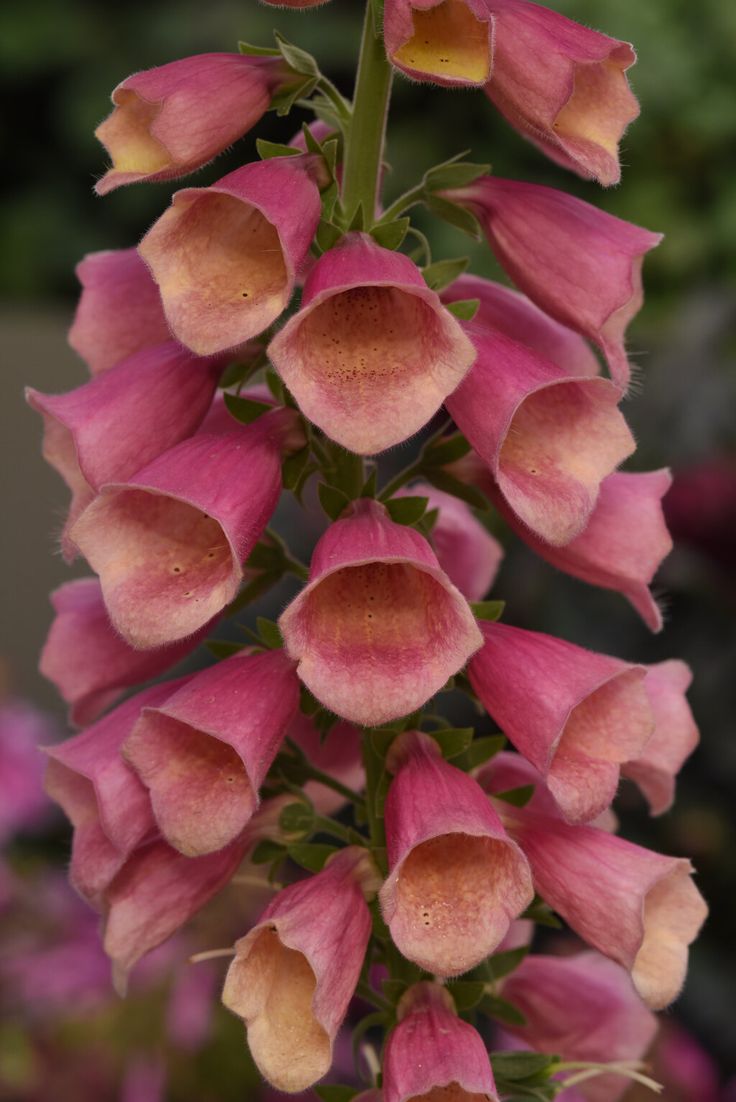 Rusmenė 'Arctic Fox Rose'