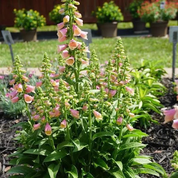 Rusmenė 'Arctic Fox Rose'