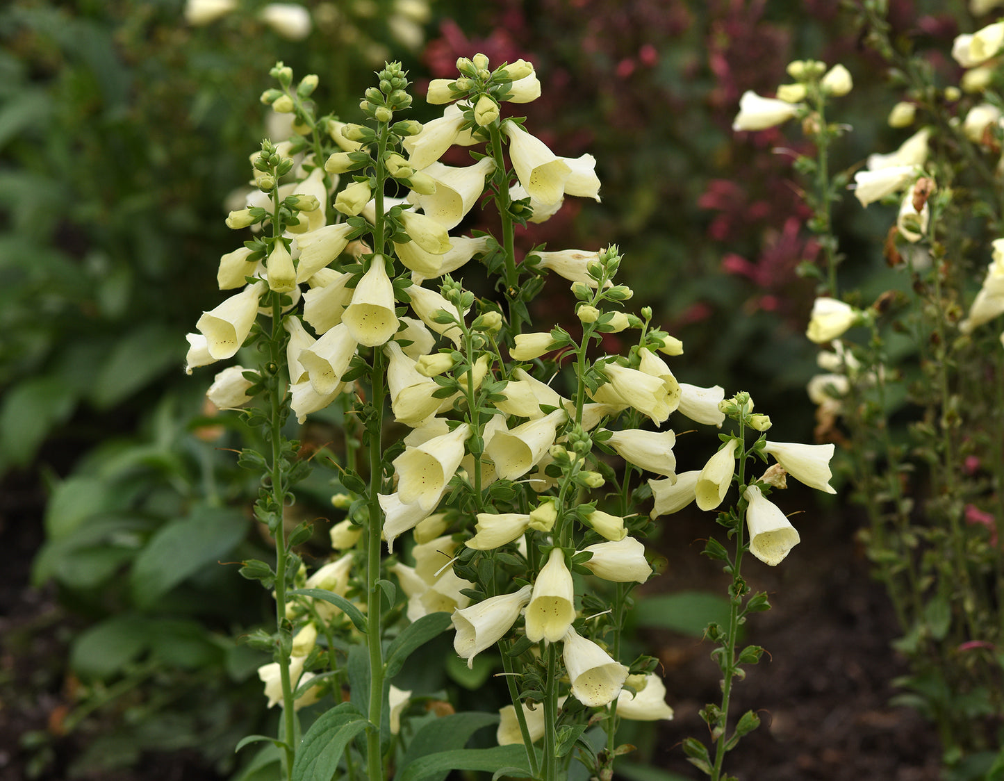 Rusmenė 'Arctic Fox Lemon'