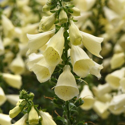 Rusmenė 'Arctic Fox Lemon'
