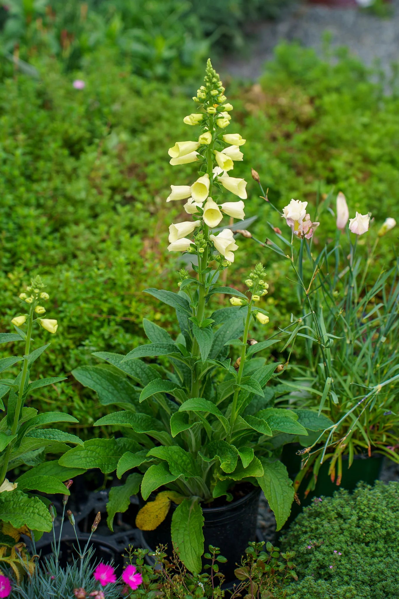 Rusmenė 'Arctic Fox Lemon'