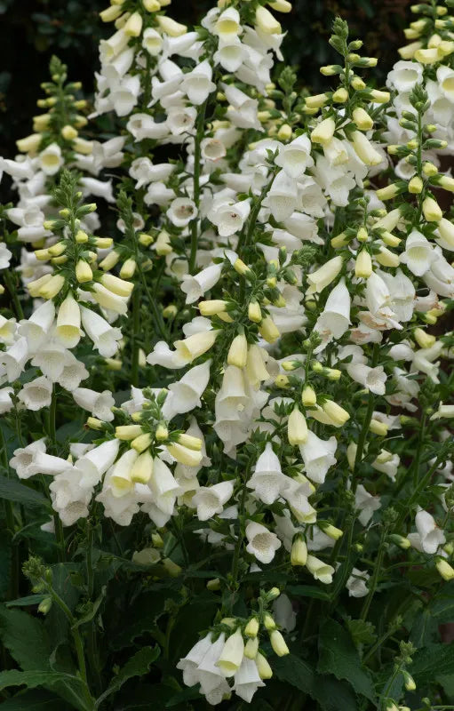 Rusmenė 'Hannahbee White'