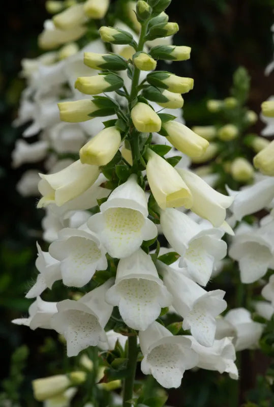 Rusmenė 'Hannahbee White'