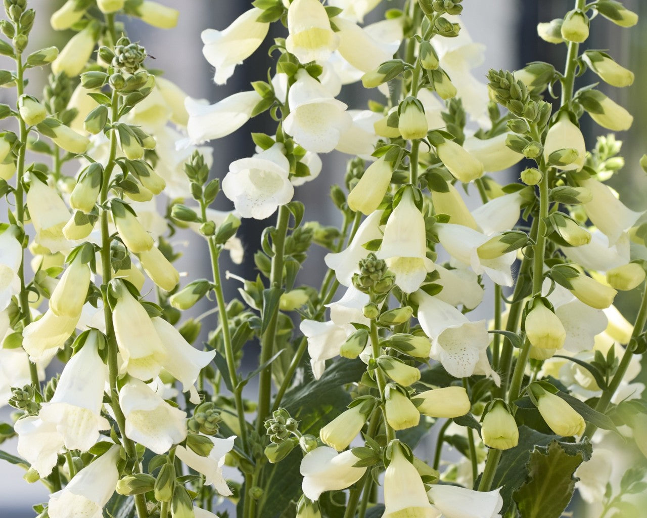 Rusmenė 'Hannahbee White'