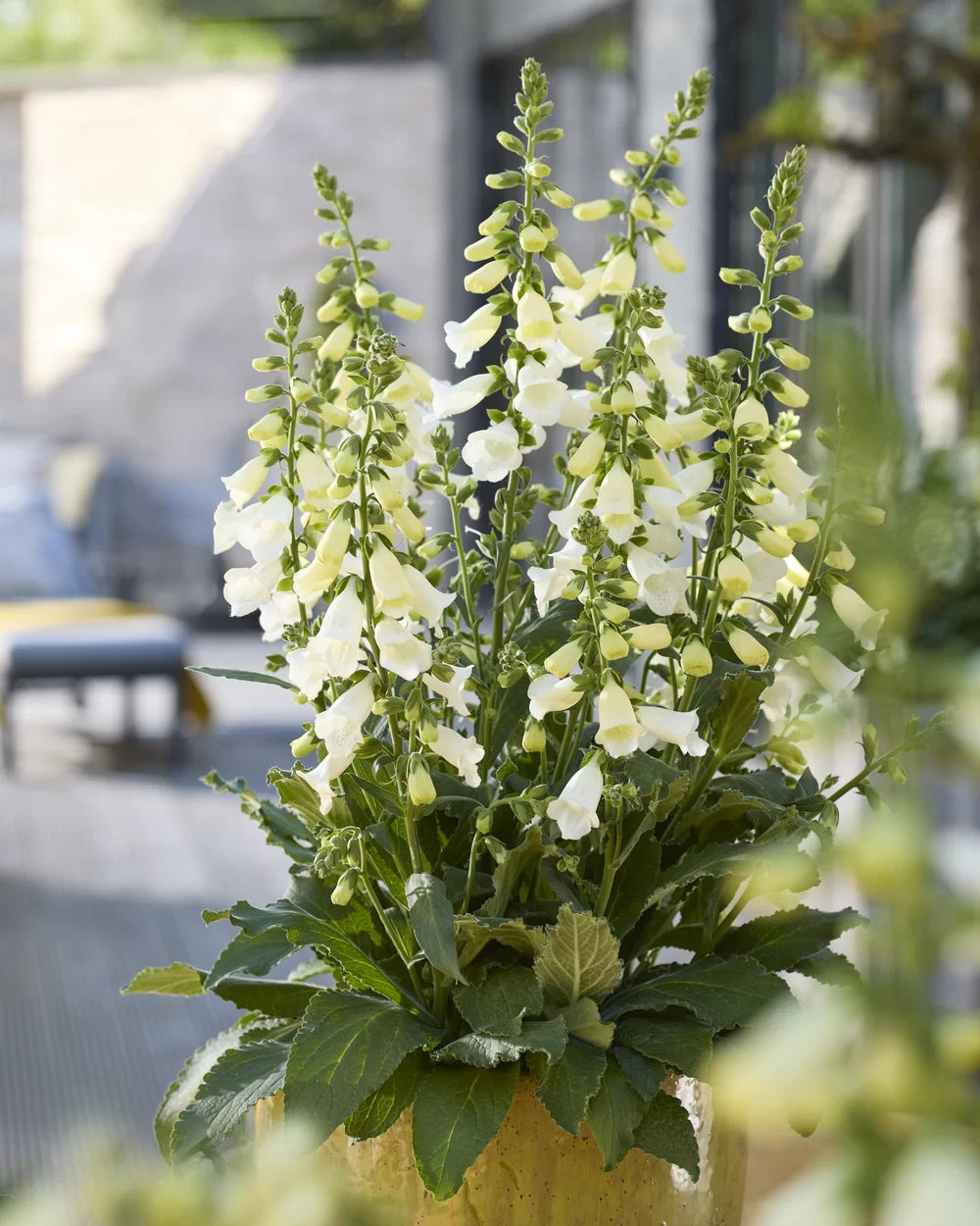 Rusmenė 'Hannahbee White'