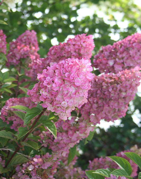 Šluotelinė hortenzija 'Sundae Fraise'