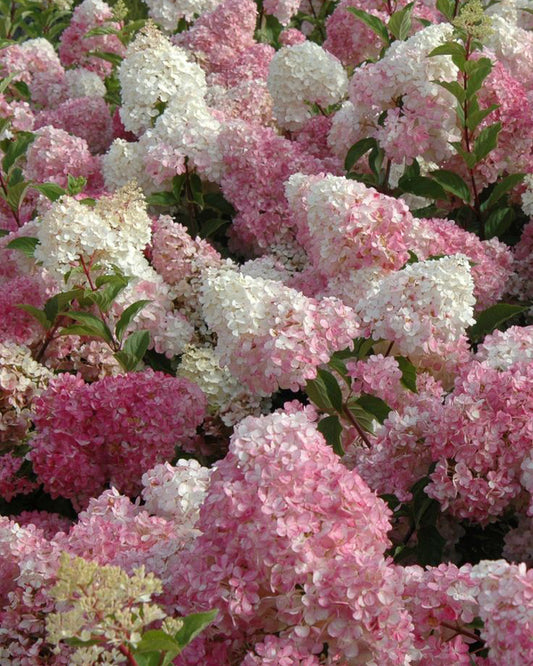 Šluotelinė hortenzija 'Vanille Fraise'