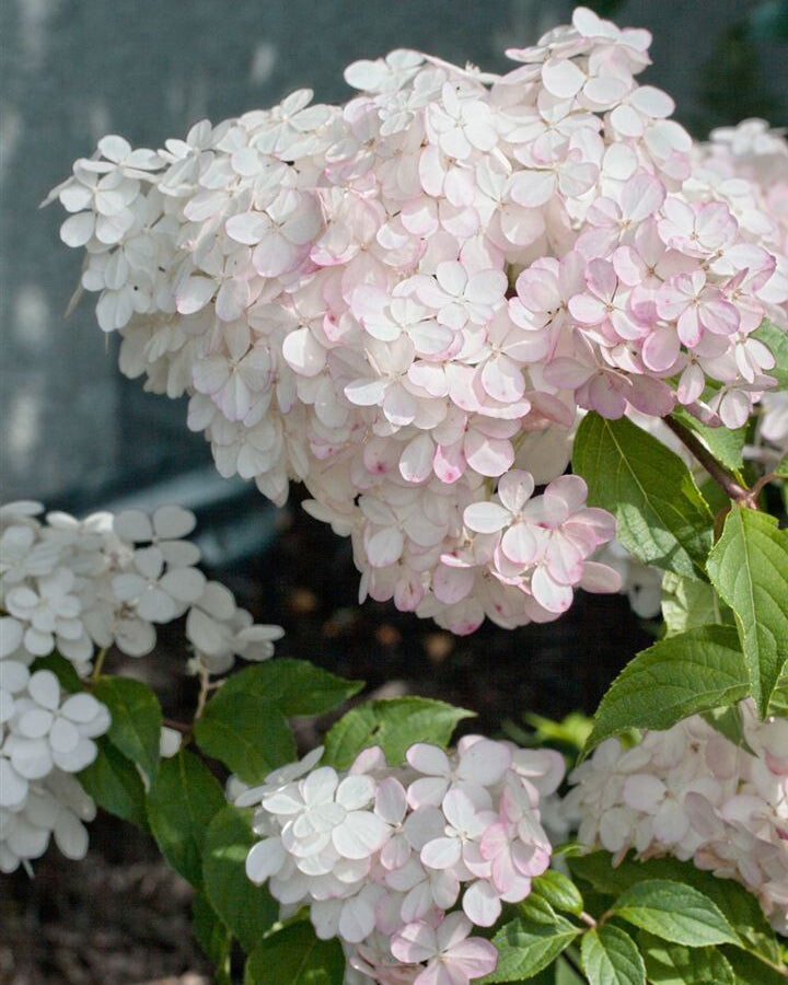 Šluotelinė hortenzija 'Vanille Fraise'