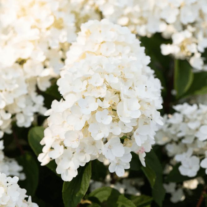 Šluotelinė hortenzija 'Living Little Blossom'®